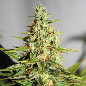 Семена конопли Auto Chronic Feminised Gold